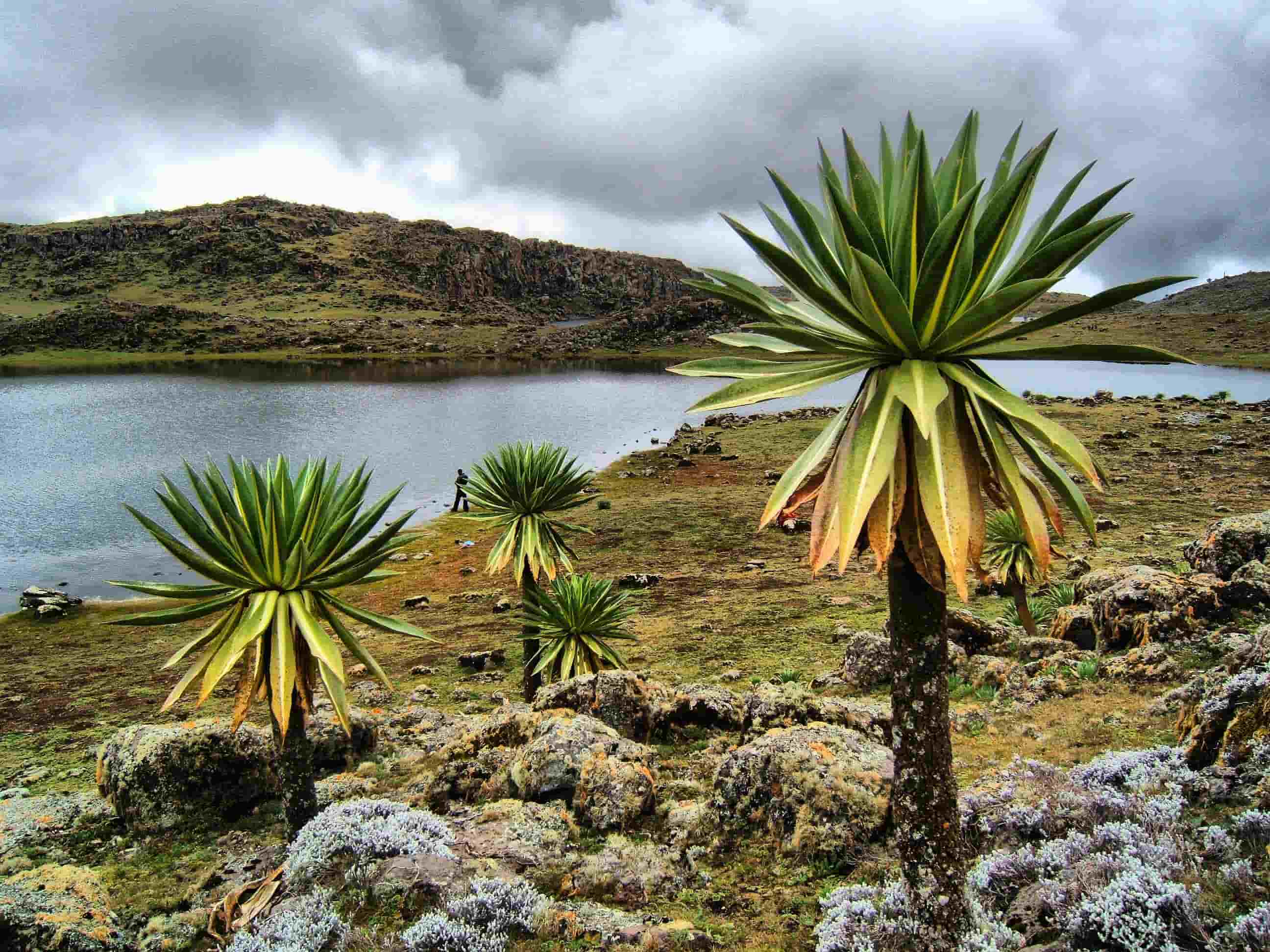 Bale Mountains National Park - Image 2