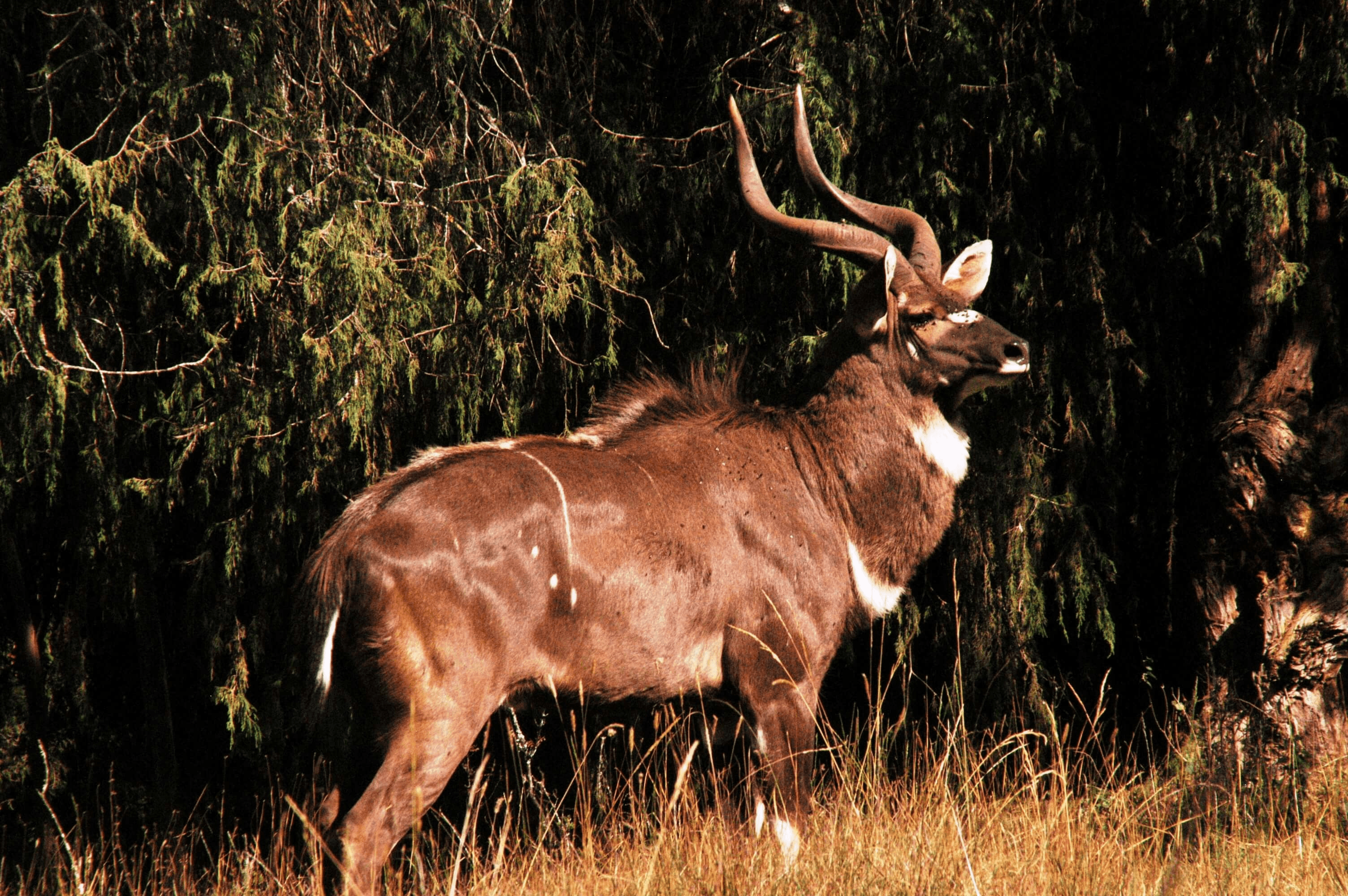 Bale Mountains National Park - Image 1