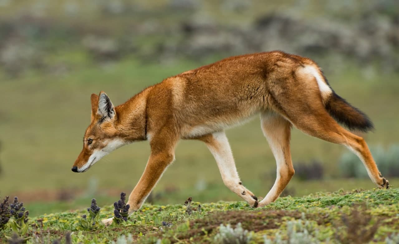 Bale Mountains National Park - Image 4